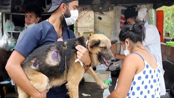 Mascotas Mocoa. Foto: EFE.