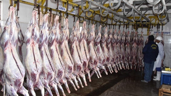 Tras la divulgación de videos sobre malas prácticas con los animales, varios mataderos franceses han sido clausurados. Foto: AFP.