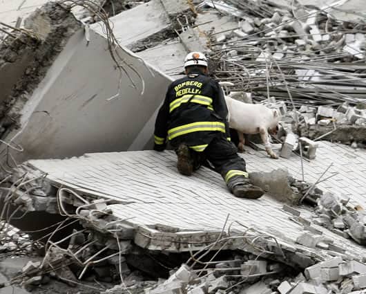 Se espera la llegada de más perros especializados en rescate / EFE