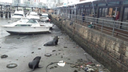 Dos focas quedaron en la arena del Puerto de Montevideo en Uruguay. Foto: Bomberos Interamericanos.