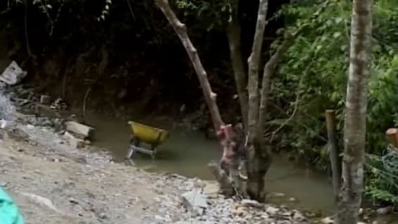 Chocó es otro de los departamentos afectados con la problemática ya que el daño ambiental supera las 45 mil hectáreas degradadas. Foto Noticias RCN