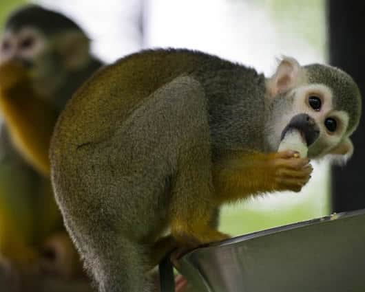 El sistema inmunológico de los monos es el más parecido al de los humanos. Foto: AFP