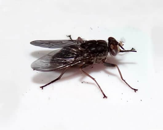 El genoma de la mosca tse-tsé tenía el doble del tamaño del de la mosca de la fruta. Foto: OIEA