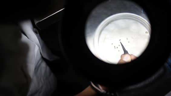 La leishmaniosis es una enfermedad que se produce por la picadura de un mosco en la piel y puede llegar a afectar los órganos de no ser tratada esta enfermedad. Foto: AFP