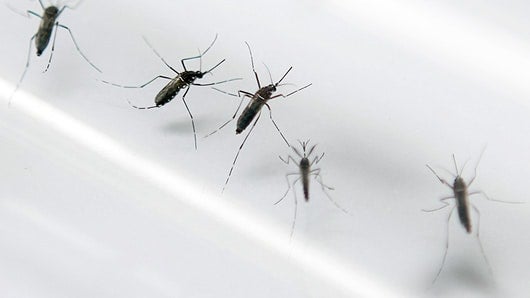 El virus chikungunya se transmite por la picadura del mosquito Aedes Aegypti. Foto: AFP. 