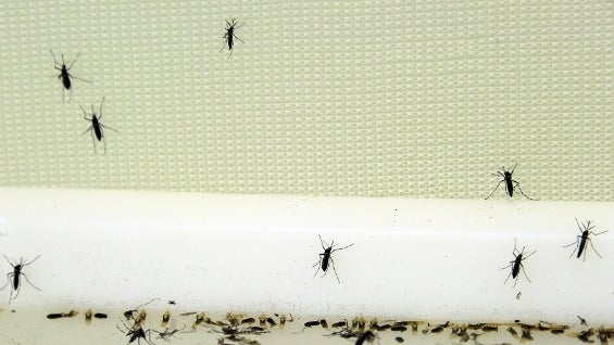 Con la liberación de los zancudos comienza la etapa de aplicación del proyecto de investigación "Eliminar el dengue: desafío Colombia". Foto: AFP.