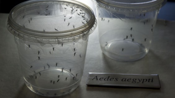 El virus zika, al igual que el chikunguña y el dengue, son transmitidos por el mosquito Aedes aegypti. Foto: AFP.