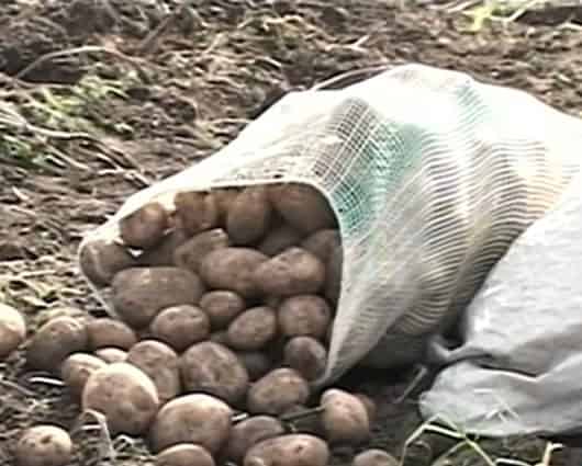 En Antioquia los productores venden el kilo de papa lavada y empacada a 400 pesos.