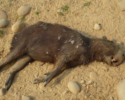 La Gobernación de Casanare estudia la posibilidad de decretar emergencia ambiental. Foto: @Martina30810