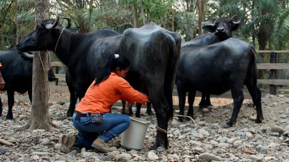 Las mujeres del sur del departamento de Bolívar unen sus manos y su trabajo para salir de la espiral que las ha rodeado desde hace más de medio siglo. Foto Agencia EFE