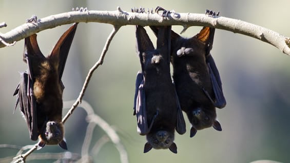Esta especie animal es capaz de sobrevivir al virus del ébola. Foto: AFP