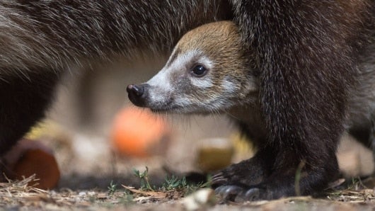 Fotos: NoticiasRCN.com / AFP.