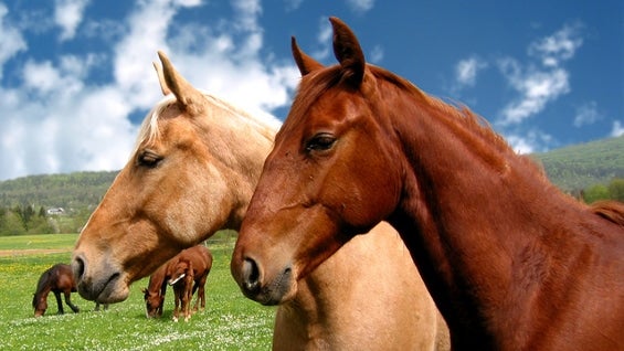 El estudio revela que estos animales pueden reconocer alegría y enfado en los humanos. Foto: @FreeImages