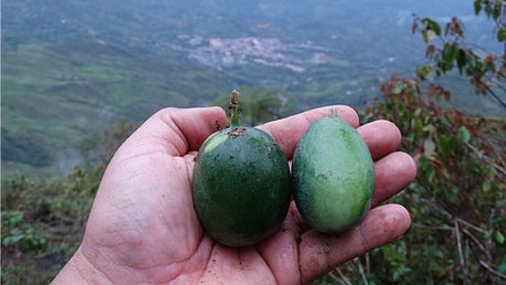 La pasiflora Foto: Universidad Nacional
