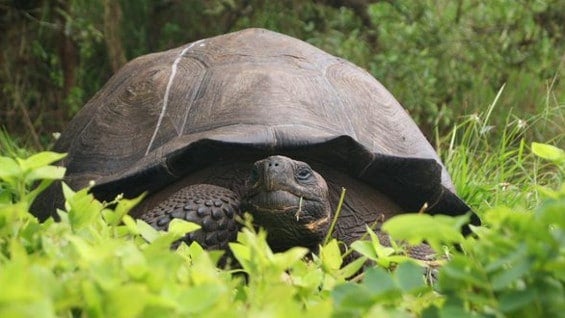 Foto: @parquegalapagos.