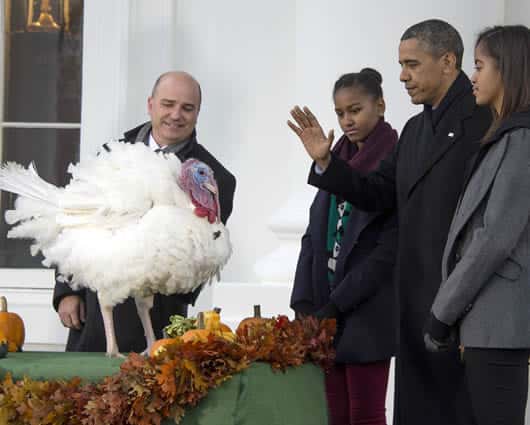 En un acto en la Casa Blanca, en víspera del Día de Acción de Gracias, fue indultado el pavo Popcorn. Foto: AFP.