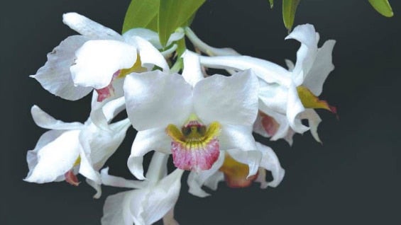 Dendrobium carmindae. Foto: Miguel David de León / Orchideen Journal.