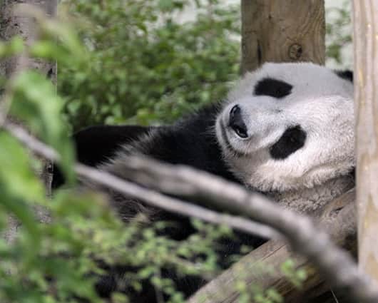 Tian Tian, cuyo nombre significa dulce, tiene diez años de edad. Foto: AFP