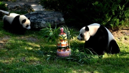 Oso panda celebra su primer año en un zoo de Francia