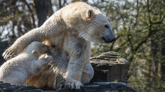 FOTO: Un millón de especies están bajo amenaza de extinción. AFP