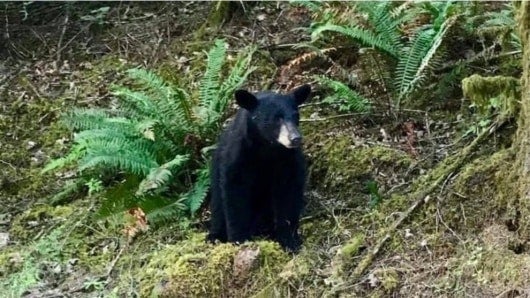 FOTO: Oso sacrificado. NoticiasRCN.com