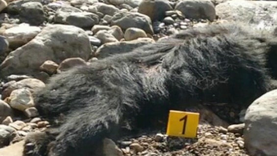 Las autoridades informaron que el oso fue encontrado con varios impactos de bala, a pesar de ser una raza 90% vegetariana y que no representa ningún peligro para los humanos.