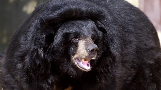 El responsable del parque, lamentó el incidente y afirmó que a raíz del mismo se van a revisar las medidas de seguridad "desde cero". Foto: AFP.