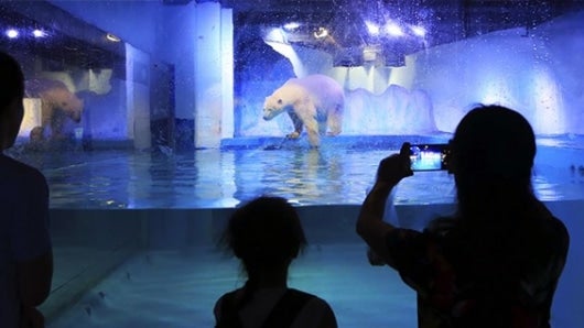 China no cuenta con una ley de protección de animales desde los años 30, y la actual "sólo prohíbe el abuso de especies salvajes, pero tiene muchas lagunas". Foto: EFE.