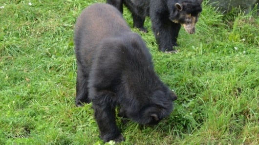 Oso de anteojos. Foto: Pixabay