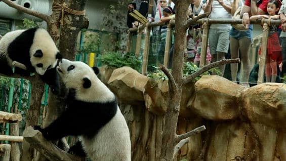 La pareja de pandas nació el 23 de agosto de 2006 en China. Foto EFE