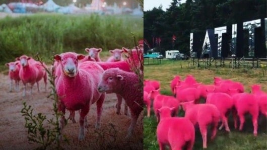 FOTO: Ovejas teñidas