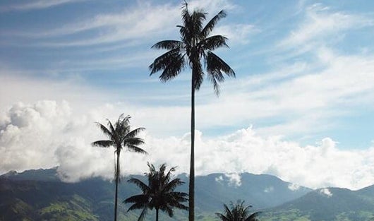 La palma de cera es hábitat de numerosas especies en vía de extinción como el Loro Orejiamarillo. Foto: @Mpio_Amaga