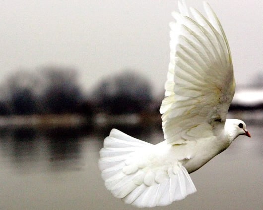 Las palomas mensajeras pueden hacer unos 20 viajes por día con la droga. Foto: AFP