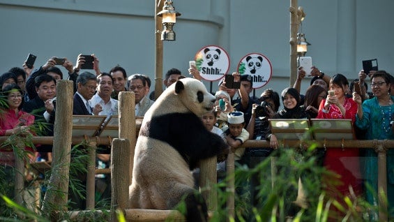 Menos de 2.000 pandas viven en libertad en las provincias chinas de Sichuan, Shaanxi y Gansu, al oeste del país. Foto: AFP