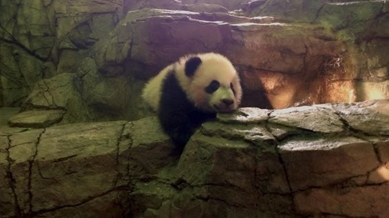 Fotos: Smithsonian’s National Zoo and Conservation Biology Institute (Facebook)