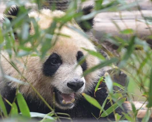 Datos del ADN de los panda confirmaron que tienen receptores funcionales para sabores azucarados. AFP