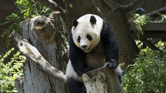 Oso panda, especie en peligro de extinción. Foto: Pixabay