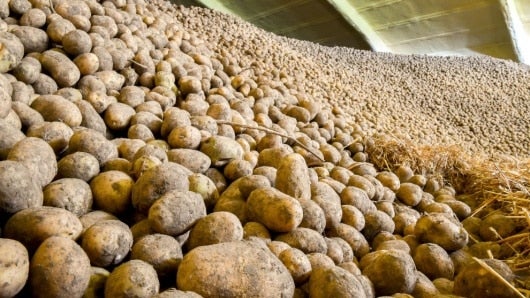 La papa belga tendría que pagar más impuestos. Foto: AFP