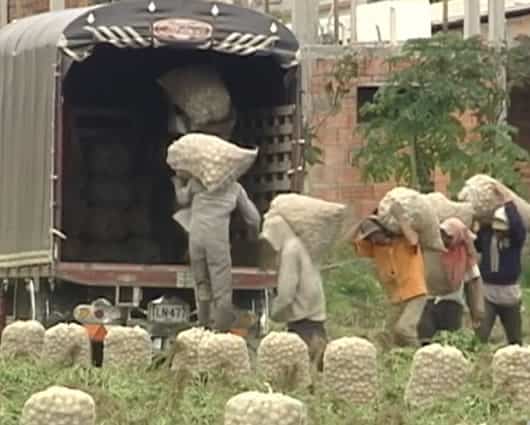 Los costos de varios insumos hace que los agricultores cultiven a perdida. Foto: Noticias RCN