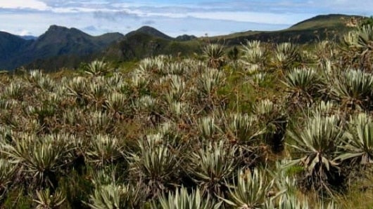 El Páramo de Guacheneque. Foto: @elpatosalcedo