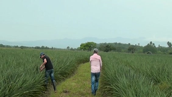 En la granja cohabitan y trabajan las familias de 50 exguerrilleros y 50 exparamilitares. Foto: NoticiasRCN