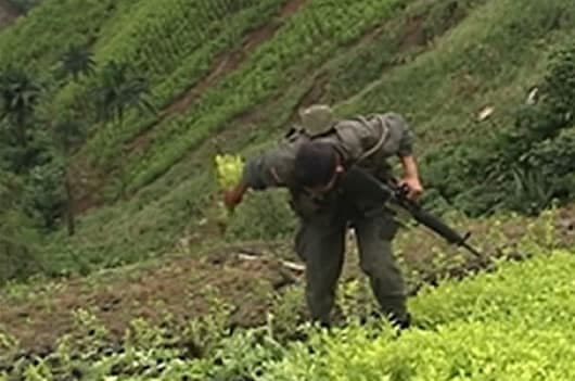 En promedio 6.000 hectáreas de cultivos ilícitos no han podido ser erradicados.