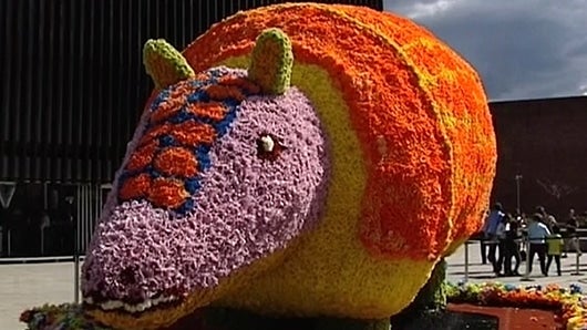 Este sábado se realizará el desfile de Chivas y Flores, los Gigantes de Flores, el desfile de Silleteritos y Fondos de mi Pueblo.