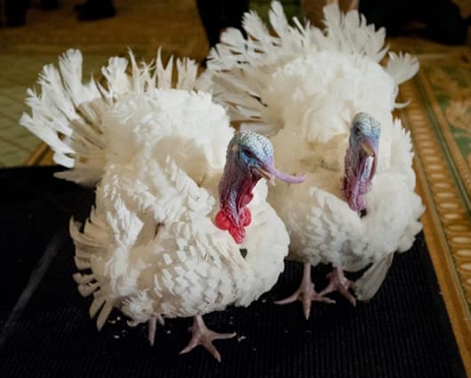 Caramel y Popcorn luchan por el título de Pavo Nacional de Acción de Gracias 2013. Foto: AFP