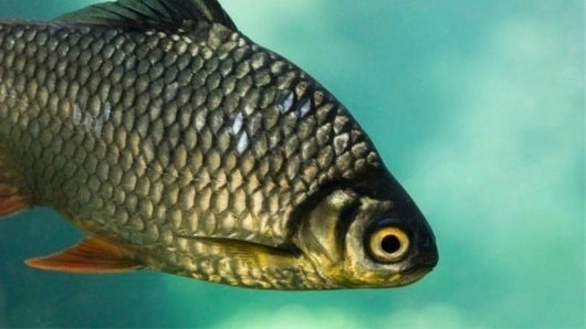 Peces mueren ahogados en Whisky