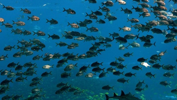 Los expertos sugieren que es necesario adoptar medidas para proteger los ecosistemas marinos. Foto: AFP.