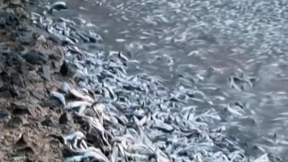 La pesca con dinamita sería la causa de la mortandad de peces. Foto: Noticias RCN.