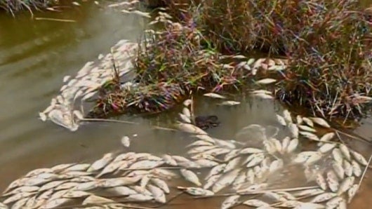 Miles de peces han sido retirados de las orillas del lago. Foto: Noticias RCN.