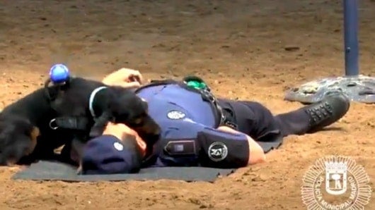 El video de Poncho se volvió viral en redes sociales. Foto: NoticiasRCN.com