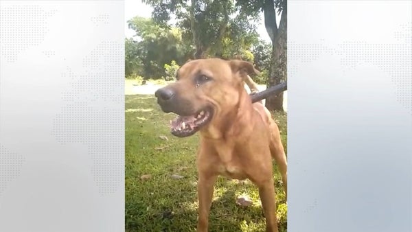Perro atacó a un adulto mayor y le ocasionó la muerte en Ibagué Perro atacó a un adulto mayor y le ocasionó la muerte en Ibagué